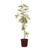 200mm Chinese Pistachio - Pistacia chinensis