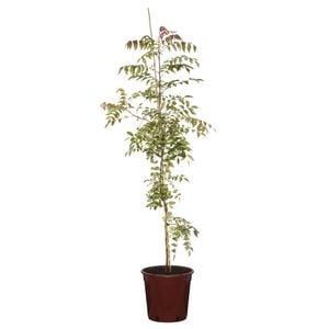 200mm Chinese Pistachio - Pistacia chinensis