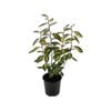 2.5L Silverberry - Elaeagnus