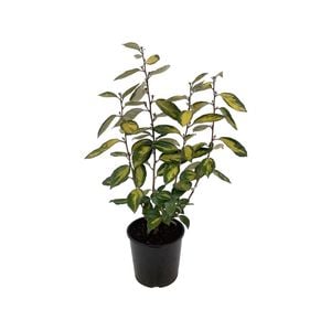 2.5L Silverberry - Elaeagnus