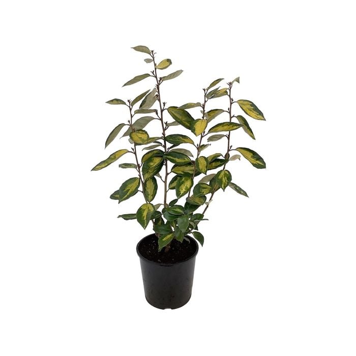 2.5L Silverberry - Elaeagnus