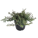 2.4L Pimelia Prostrata