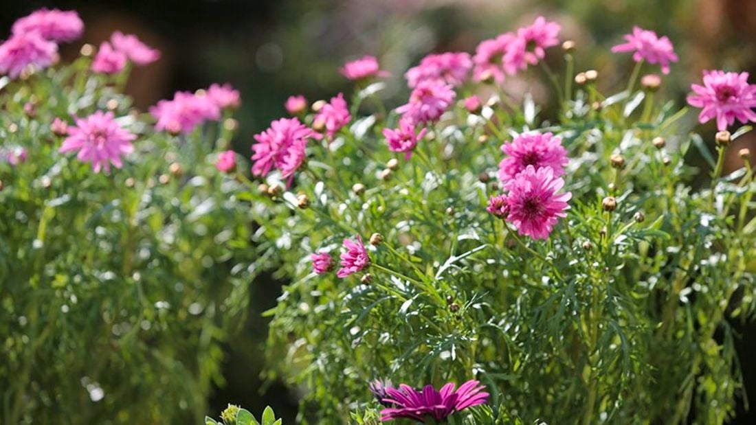 Pink flowers.