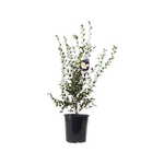 200mm Camellia Transnokiensis - Camellia sasanqua