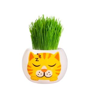 Mr Fothergill's Ginger Kitten Grass Hair Kit