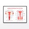 The Human Reproductive System  Print 100% Australian Made 90x60cm  (Poster)
