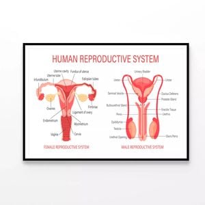 The Human Reproductive System  Print 100% Australian Made 90x60cm  (Poster)