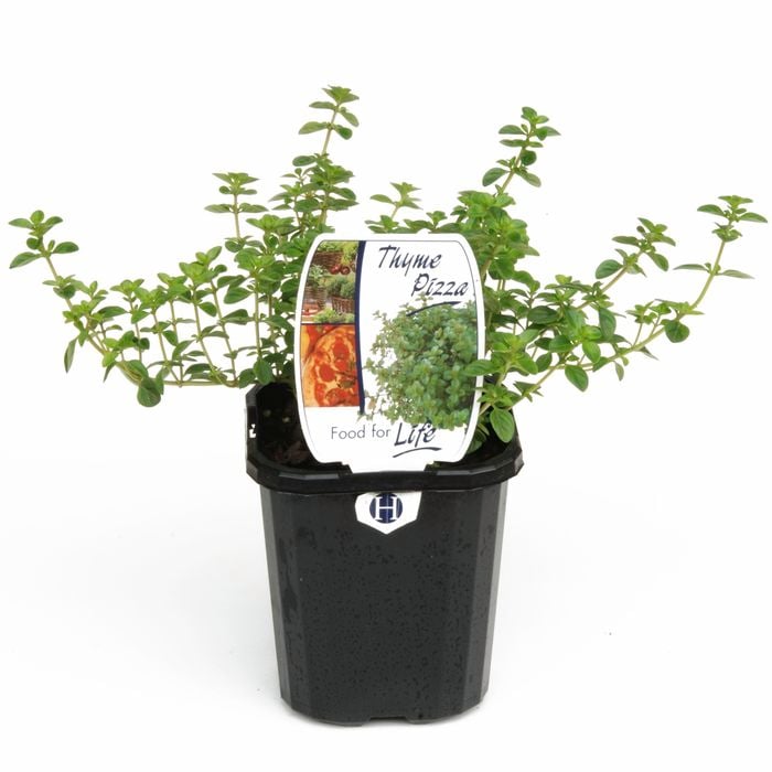 95mm Food for Life Range Thyme Pizza - Thymus pulegloidea