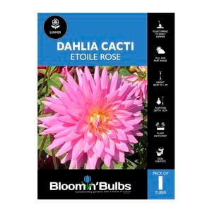Bloomin Bulbs Dahlia Étoile Rose 1 pack
