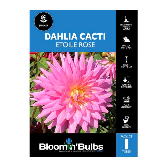 Bloomin Bulbs Dahlia Étoile Rose 1 pack