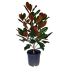 10L Magnolia Blanchard - Magnolia grandiflora Blanchard
