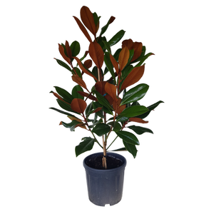 10L Magnolia Blanchard - Magnolia grandiflora Blanchard