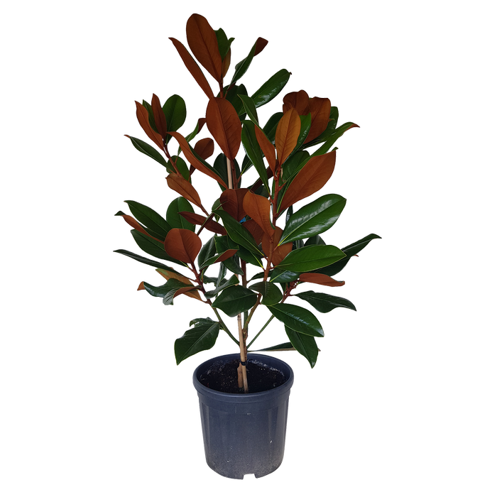 10L Magnolia Blanchard - Magnolia grandiflora Blanchard