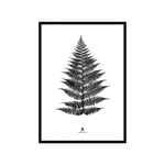 Large Fern Print in Black Frame