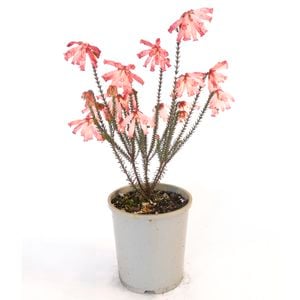 150mm Pink Hairy Heath - Erica Cerinthoides Pink