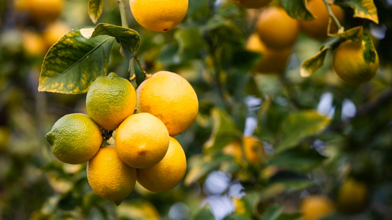 Lemons growing on a large lemon tree