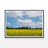 Rapeseed Plant & Wind Turbines  Print 100% Australian Made 120x90cm  (Poster)