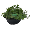 300mm Bowl Herb Mix