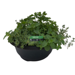300mm Bowl Herb Mix