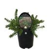 1.9L Grevillea Mt Tamboritha