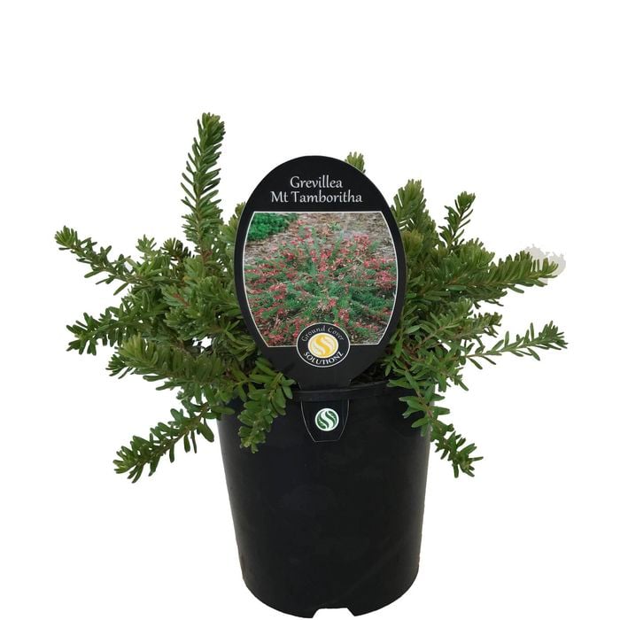 1.9L Grevillea Mt Tamboritha