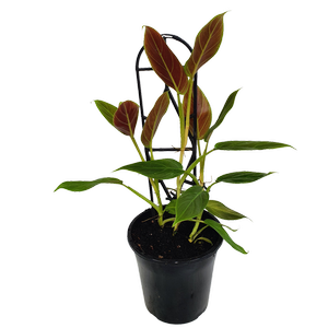 125mm Velvet-Leaf Philodendron - Philodendron subhastatum