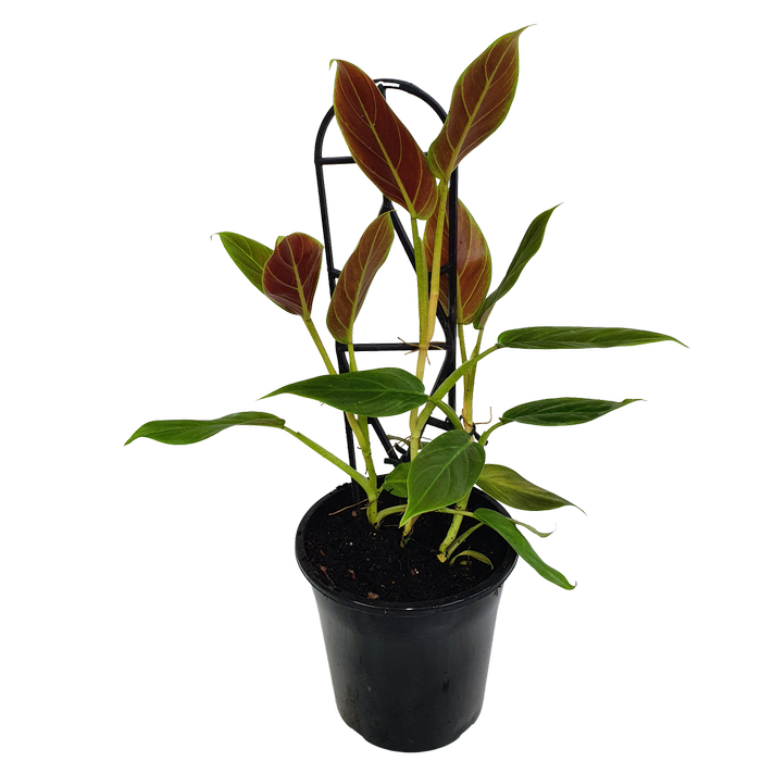 125mm Velvet-Leaf Philodendron - Philodendron subhastatum