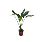 190mm Giant White Bird of Paradise - Strelitzia nicolai