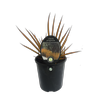 1.9L New Zealand Iris - Libertia peregrinans
