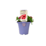 10cm Calibrachoa Conga - Calibrachoa hybrida
