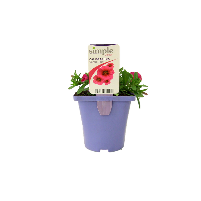 10cm Calibrachoa Conga - Calibrachoa hybrida