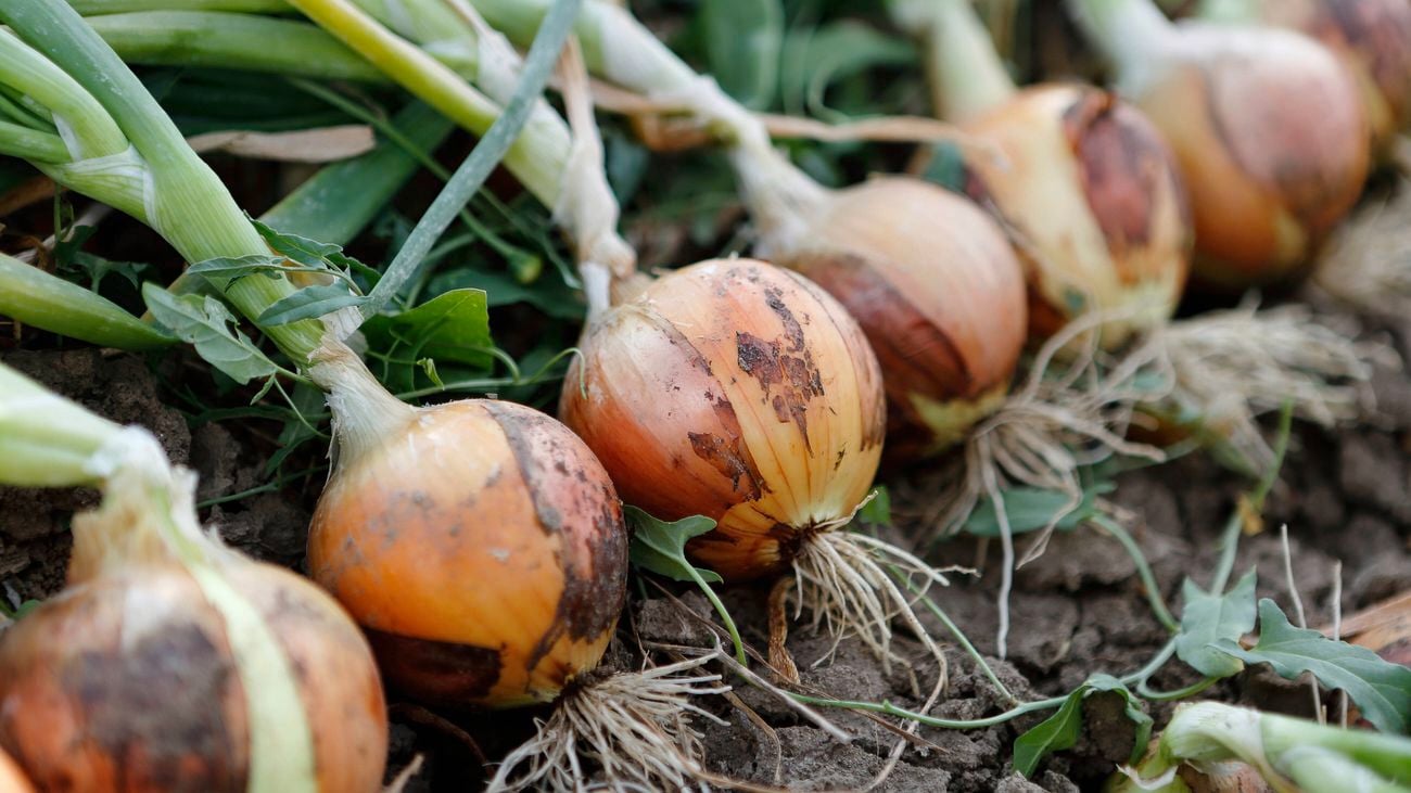Row of onions in a field, ready to be harvested.