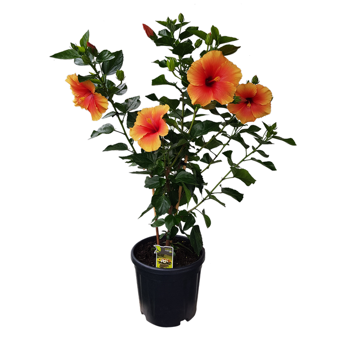 10L Hibiscus HibisQs® - Hibiscus longiflora