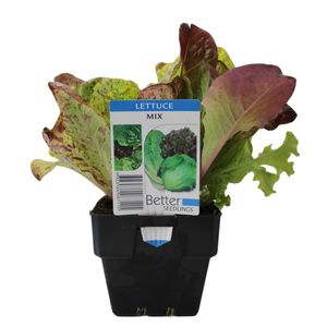 100mm Lettuce Mix - Lactuca sative - Top Taste Veg