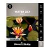 Bloomin Bulbs Water Lily Sioux - 1 Pack
