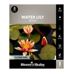 Bloomin Bulbs Water Lily Sioux - 1 Pack