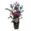 240mm Dahlia Mystic Sparkler - Dahlia - Gardening Solutionz