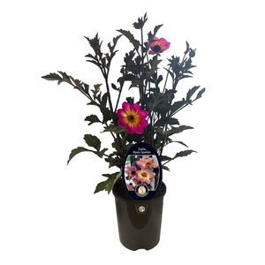 240mm Dahlia Mystic Sparkler - Dahlia - Gardening Solutionz