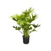 200mm Selloum Hope - Philodendron