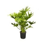 200mm Selloum Hope - Philodendron