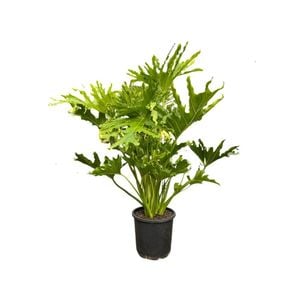 200mm Selloum Hope - Philodendron