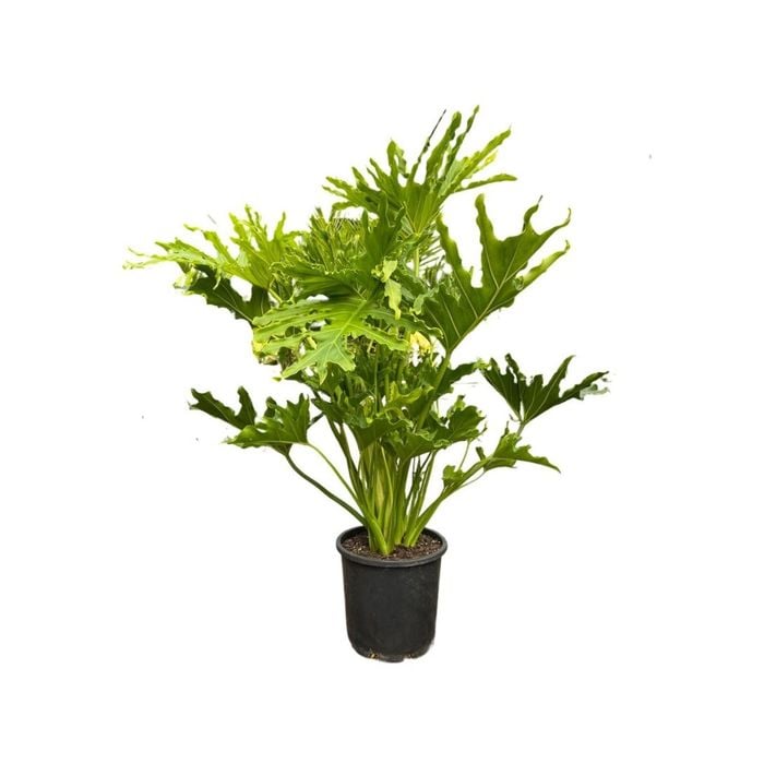 200mm Selloum Hope - Philodendron
