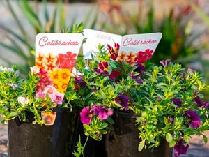 Calibrachoa, commonly called million bells or trailing petunia.