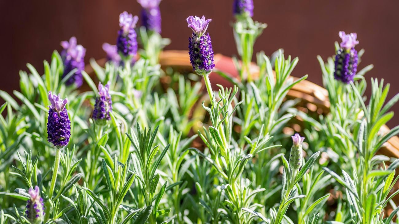 Lavender growing in a terracotta planter