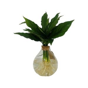 110mm Hydroponics Teardrop Indoor Foliage
