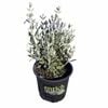 150mm Silver Germander - Teucrium fruitcans Platinum Baby