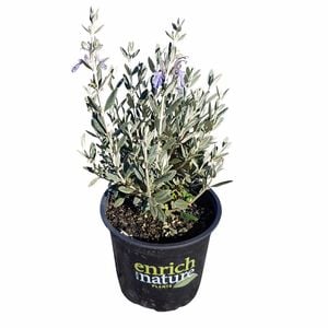 150mm Silver Germander - Teucrium fruitcans Platinum Baby