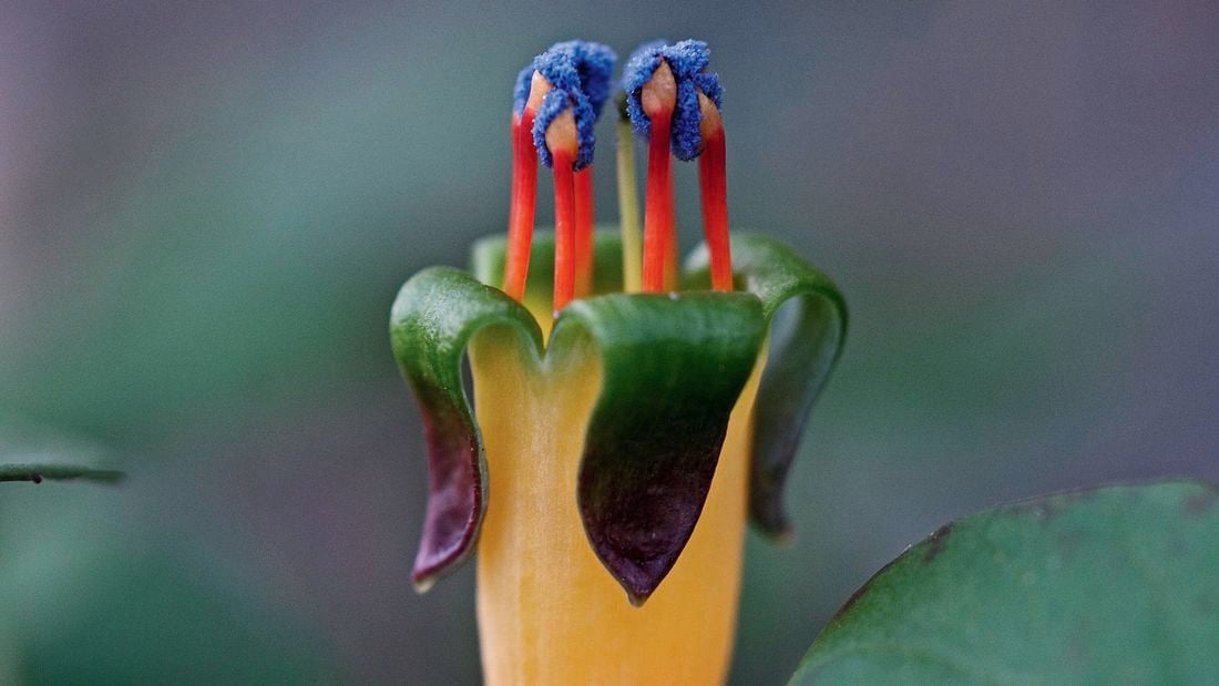 Close up of a creeping fuchsia with a yellow‑orange tubular flower, green curved sepals, and red and blue stamens.