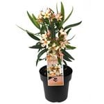 180mm Nerium Mediterranean Rose Assorted - Nerium oleander