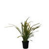 1L Phormium Assorted - 
